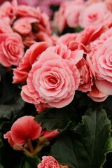 Red flowers create a picturesque and eye-catching appearance.