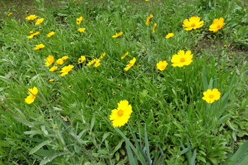 Fototapeta premium Bright yellow flowers of Coreopsis lanceolata in mid June