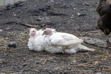 Two young turkeys are lying on the ground next to each other on a home farm