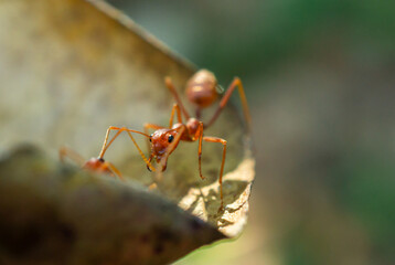 Worker ants and light bokeh background, (Oecophylla smaragdina F.)