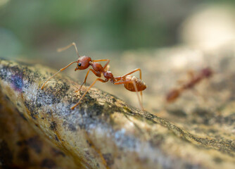 red ant in the forest