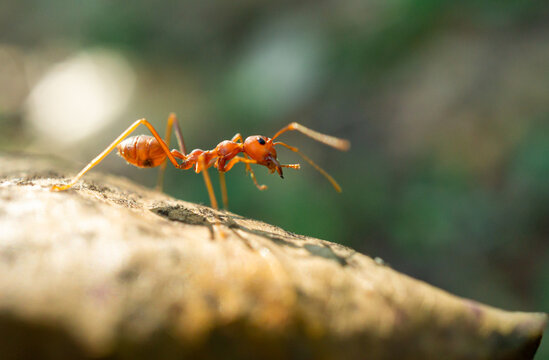 Worker ants and light bokeh background, (Oecophylla smaragdina F.)