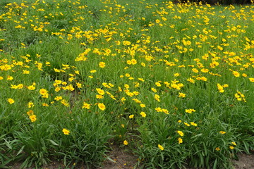Whole lot of yellow flowers of Coreopsis lanceolata in June