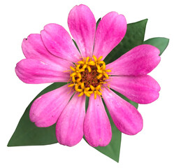 Close-up of pink Zinnia Flower
