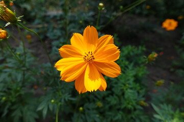 Close up of vibrant orange flower of Cosmos sulphureus in July