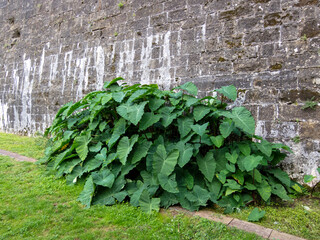Close-up of a bright green colocasia bush next to a large stone wall.
