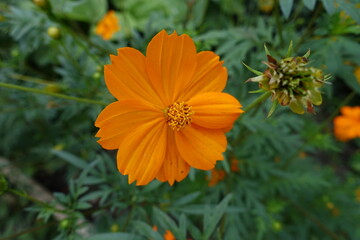 Macro of orange flower of Cosmos sulphureus in July