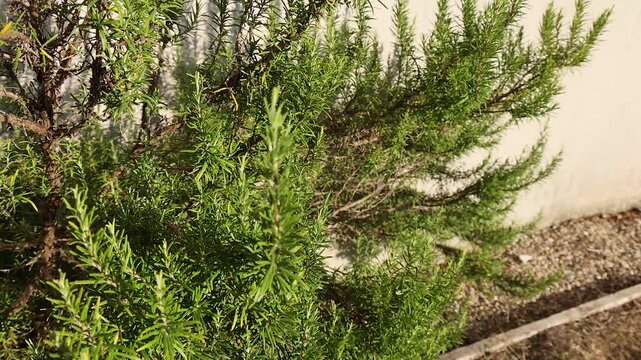 Tree Swaying in Libourne, France