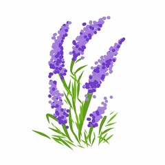 Obraz premium Illustration hand drawn of lavender flowers