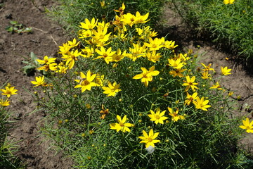 Insect pollinating yellow flowers of Coreopsis verticillata in July