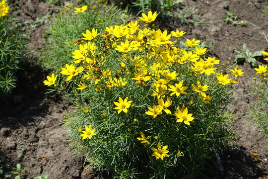 Numerous yellow flowers of Coreopsis verticillata in July