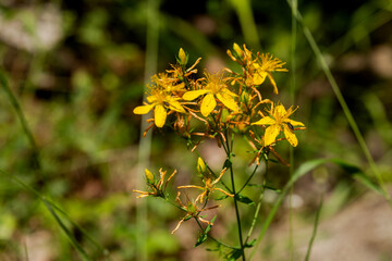 A plant (Hypericum perforatum) close-up