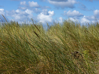 Fototapeta premium Morze Bałtyckie Widok z Mierzeja Helska, Półwysep Helski , potocznie Hel – piaszczysta kosa[1] długości 35 kilometrów, utworzona przez prąd morski płynący na wschód 