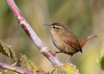 Eurasian wren, Troglodytes troglodytes. A bird sits on a branch on a flat background