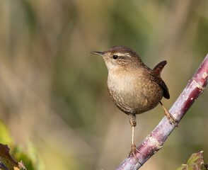 Eurasian wren, Troglodytes troglodytes. On an autumn morning, a bird sits on a branch