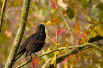 male common blackbird perching on a twig on an autumn day close-up