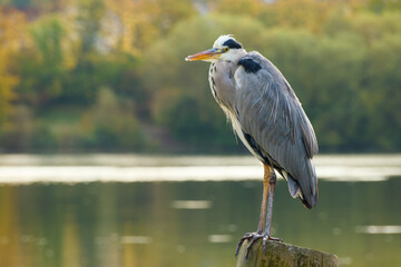grey heron on the lake background close-up