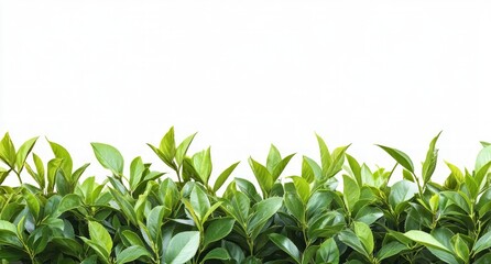 Obraz premium Closeup of Lush Green Leaves