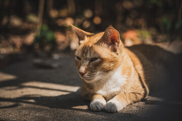 A stray cat on the city street