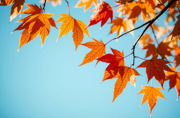 autumn leaves background against a blue sky