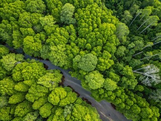 Aerial View of Lush Mangrove Forests in Asia - Tropical Rainforest Ecosystem for Nature Lovers