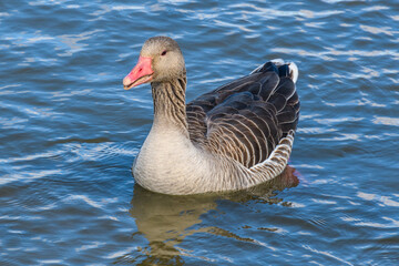Duck swimming in a pond in Tablas de Daimiel National Park, Ciudad Real Province, Castilla-La Mancha, Spain