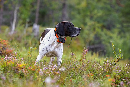 Dog english pointer