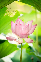 Lotus flowers blooming in the summer pond [4K]