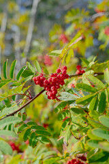 Red berrys in the middle of the forest