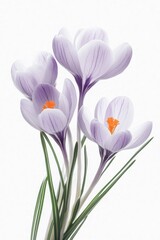 Naklejka premium Purple Flowers