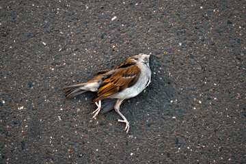 A house sparrow (Passer domesticus) has unfortunately passed away on a tarmac road, but its simple...