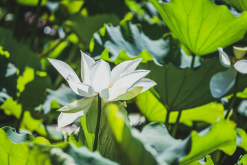 Obraz premium Lotus blooms in a pond in summer