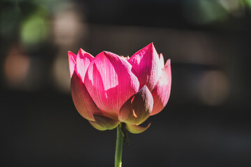 Lotus blooms in a pond in summer