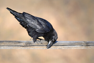 Kolkrabe (Corvus corax) putzt seinen Schnabel an einem Geländer aus Holz - Fuerteventura, Kanarische Inseln