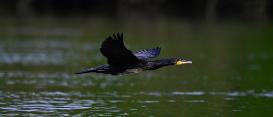 Kormoran // Great cormorant (Phalacrocorax carbo)