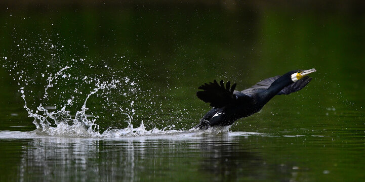 Kormoran // Great cormorant (Phalacrocorax carbo)