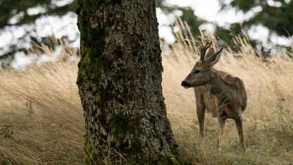the grazing doe is alert