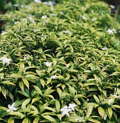green leaves background