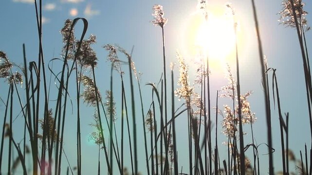 breve ripresa video in tempo reale di alcuni canneti di palude secchi, mossi dal vento, in primo piano, in controluce, di giorno, con il cielo azzurro sullo sfondo