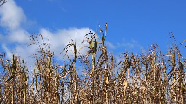 breve, ripresa video in tempo reale di alcuni canneti di palude secchi, mossi dal vento, in primo piano, di giorno, con un bellissimo cielo azzurro sullo sfondo