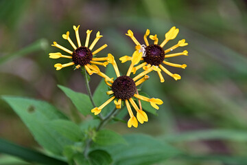 花弁が散る直前のルドベキア