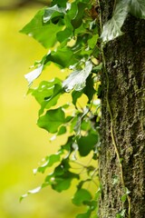 Green ivy leaves on tree trunk
