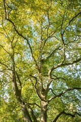 Tall tree with a wide canopy of green leaves against a blue sky.