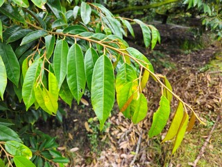 Close up of fresh green durian leaves on the branch in the garden at Mekong Delta Vietnam. Plantation and Agriculture concept.
