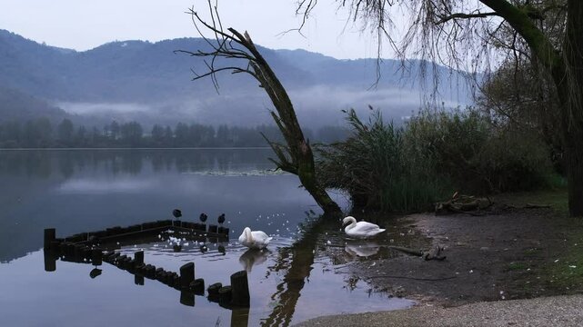 In riva al lago in inverno con al foschia, cigni e folaghe 
