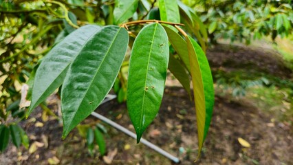 Close up of fresh green durian leaves on the branch in the garden at Mekong Delta Vietnam. Plantation and Agriculture concept.