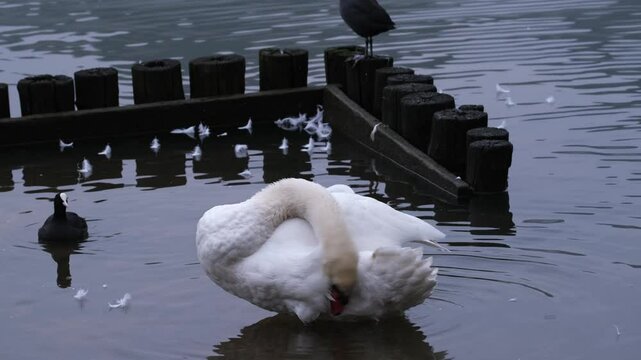 Cigno e Folaga all'alba nuotano al lago