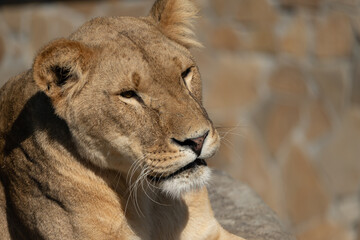 Lioness Portrait Zoo Animal Close-up
