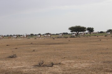 Obraz premium Savannah, North Afrika, Bouhedma National park, southern Tunisia