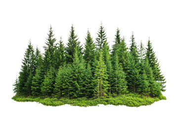 Fototapeta premium A vibrant cluster of lush evergreen trees showcasing nature's beauty on a white isolated background.